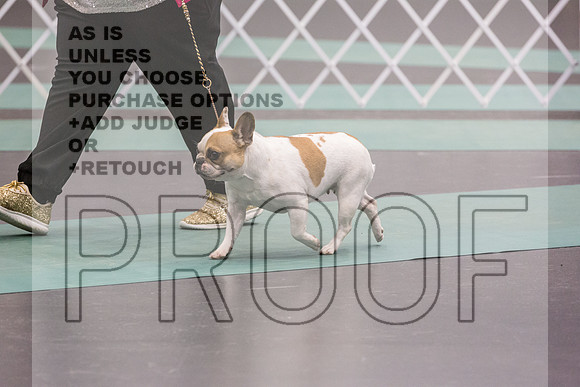 French Bulldog Sat Ring 2_JJL_0638_UKCLNGVIEWOCT2024_2024_HR3