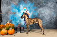 Great Dane #12 ROSOHBOB Judge Del Richard