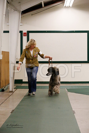 MultiPoodle-2557-NormNov13-HR