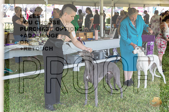 Greyhound #104 Wed_JJL_1753_Premier_2024_HR3
