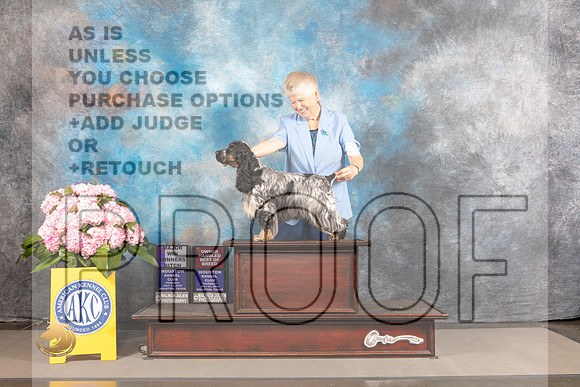 English Cocker Spaniel #36 THUR WB BOH Major Judge Barbara Alderman_MJ_3706_Houston_2022_HR3