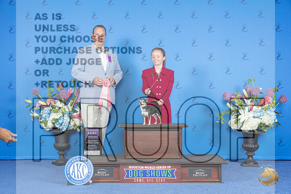 Chihuahua Smooth Coat #J762 SAT RBJ Judge Robert Chaffin__JP_0014_Houston_2024_HR3