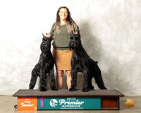 Giant Schnauzer Family