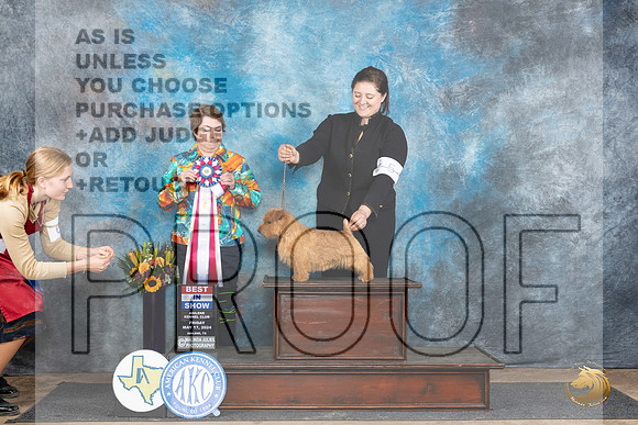 Norfolk Terrier #5 Fri BIS Judge Susan Walker__JP_9577_Abilene_2024_HR3