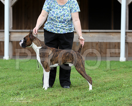 boxer-8435