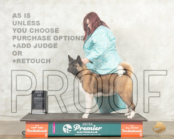 Akita #? Thurs BOB Judge Pam Perdue__MJ_7354_Premier_2022_HR3