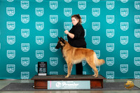 Belgian Shepherd Dog Tervuren #1250 Fri BOWCH Judge Stan Matsumoto