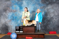 Pembroke Wlesh Corgi #9 Sat G4 M Judge Pat Trotter