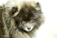 Pomeranian Ring Sat