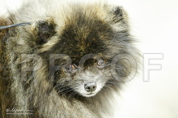 _JJ_5428-BeltonJan2015IABCA-HR3