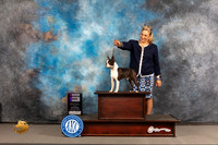 Boston Terrier #? Wed WD Judge Gloria Kerr