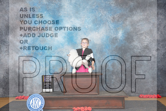 Poodle Toy # Sun BOB NCH Judge Nikki Riggsbee__JP_0635_Sulphur Springs_2024_HR3