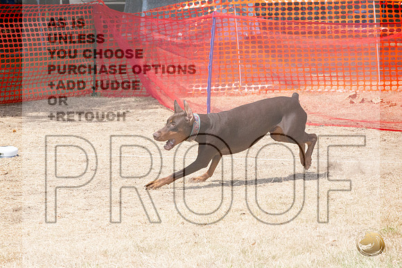 Doberman Pinscher Percision Coursing Sat Longview WA 2024_JJL_3700_Longview WA_2024_HR3