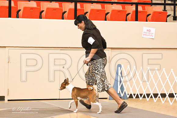 Basenji-8429LR