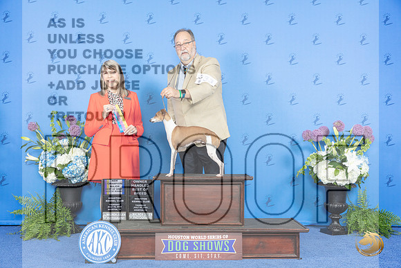 Italian Greyhound #33 THUR BOB BW WD OH NC Judge Angela Pickett__JP_8009_Houston_2024_HR3