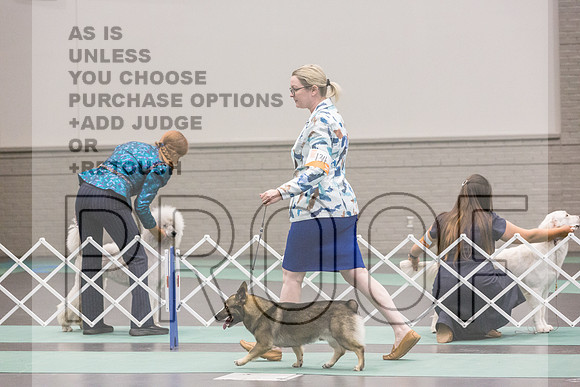 Swedish Vallhund Rings Fri Ring 1_JJL_6214_UKCLNGVIEWOCT2024_2024_HR3