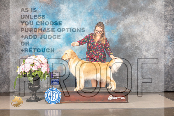 Golden Retriever #78 Sun WB Judge Joe Walton_MJ_7639_Houston_2022_HR3