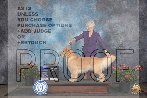 Golden Retriever #11 Sat WDBOWM Judge Wendy G Willhauck__JP_5169_San Antonio_2024_HR3