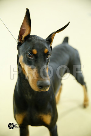 dobe-7090-HtoJan14-HR