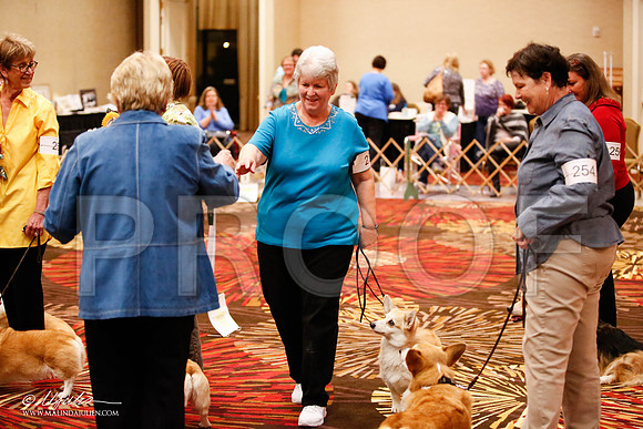 _JJ_7415-HstnCorgiFeb2015-HR3