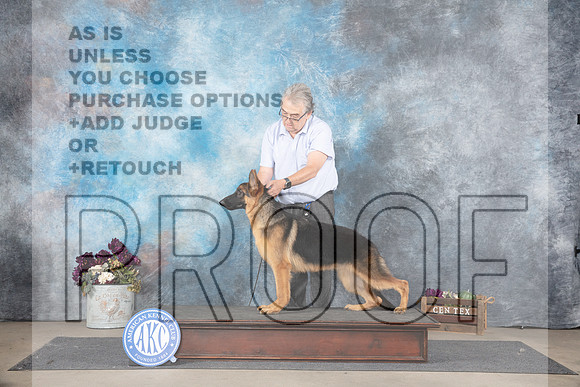 German Shepherd Dog # Oscar Queen__JP_7170_Belton_2024_HR3