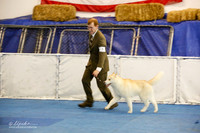 Bred by Exhibitor Dogs Rings Sat