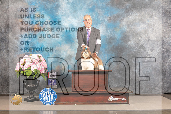 Shih Tzu #16 FRI WB BOS Major Judge Ken Murray_MJ_5421_Houston_2022_HR3
