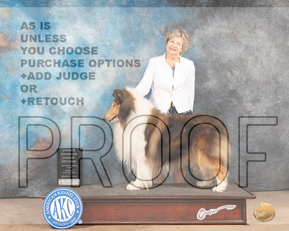 Collie Rough #7 Sun OHG2 Judge Pat Trotter-MMJ_5104-Abilene2022-HR3