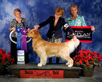#397 Fri Winners Dog C-R Gemini's High Flying Cowboy Ann Burke & Candi Pearce Judge Michele Stansbury Gawenka