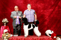 Poodle MC Standard Sun S1 RBIMBS Wendy Grotheer Judge Stan Matsumato