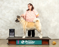 Akita #742 Fri COC Judge Jeanne Heger