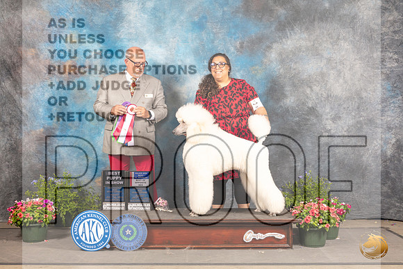 Poodle Std #16 Fri BOSBOW Judge Michael Canalizo_MJ_0036_SA_2022_HR3