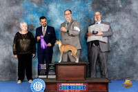 Italian Greyhound #46 WED WB AOM NC Judge Joao Machado