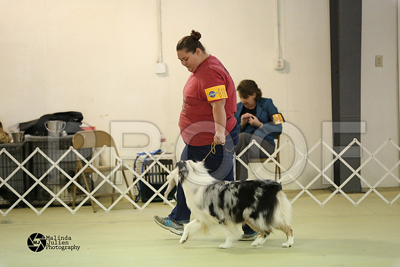 Aus, Basenji-0087-HtoJan14-HR