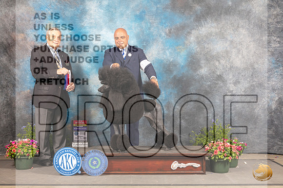 Poodle Std #12 Fri BOSWBCh Judge David Bolus_MJ_0015_SA_2022_HR3
