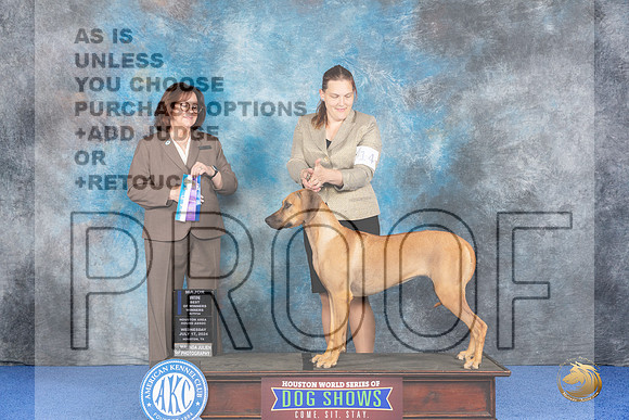 Rhodesian Ridgeback #14 WED W BW Judge Barbara Scherer__JP_6479_Houston_2024_HR3