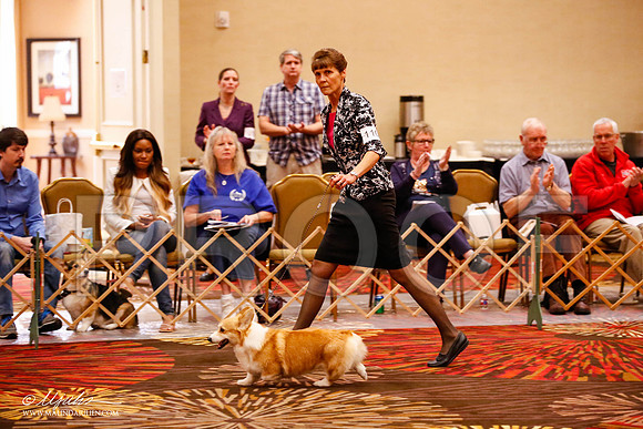 _JJ_0823-HstnCorgiFeb2015-HR3