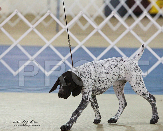 BIS Puppy-6031LR