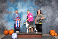 Whippet #12 Sat BIS Judge Tim Catterson