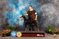 Doberman Pinscher #44 Sat