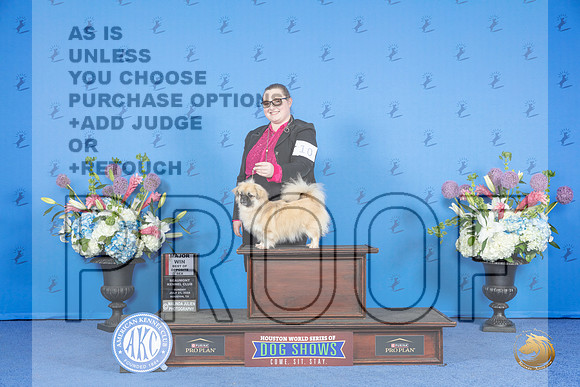 Tibetal Spaniel #10 SUN BOS M Judge Douglas Johnson__JP_0381_Houston_2024_HR3