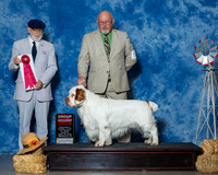 Clumber Spaniels #5 Sun G2 Holman Peggy Milford Cole Judge Dr Dale D Simmons