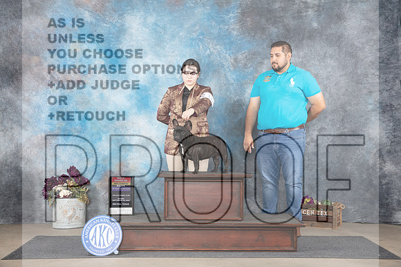 French Bulldog #10 Sun WBBOSMNCh Judge Donelle Richards__JP_7643_Belton_2024_HR3