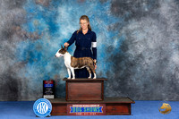 Miniature Bull Terrier #6 WED WB BOW BOS Judge Wood Wornall