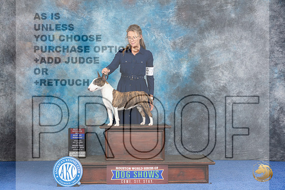 Miniature Bull Terrier #6 WED WB BOW BOS Judge Wood Wornall__JP_7389_Houston_2024_HR3