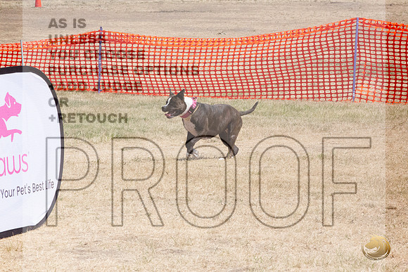 American Pitbull Terrier Percision Courcing Sat Longview WA 2024_JJL_3644_Longview WA_2024_HR3