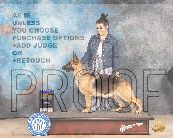 German Shepherd Dog #6 Sun BOB Judge Joan Liebes-MMJ_4965-Abilene2022-HR3
