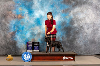 Staffordshire Bull Terrier #6 THUR WD Judge Ken Murray