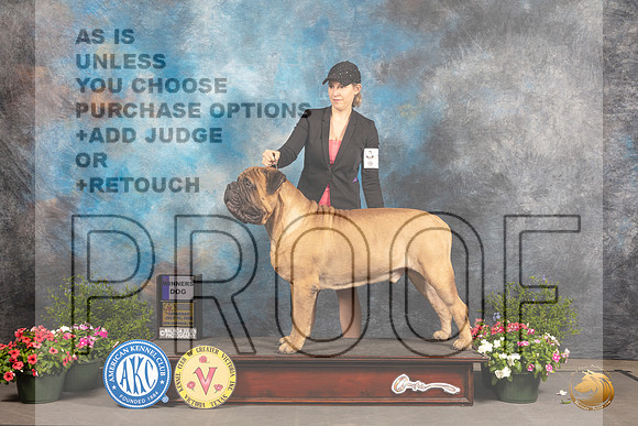 Bullmastiff #15 Sat WD Judge Robert Shreve_MJ_0008_SA_2022_HR3