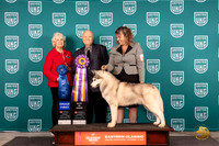 Siberian Husky #120 Fri BIS Judge Larry Hansen